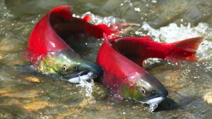 A photo of two sockeye salmon in shallow water.