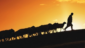 A silhouette of a shepherd leading sheep up a hill.