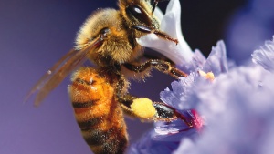 A bee on a flower stem.