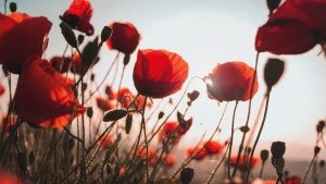 A field of Poppy flowers.