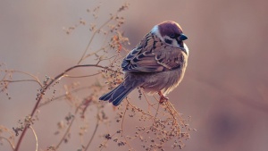 A small bird sitting on a twig of bush.