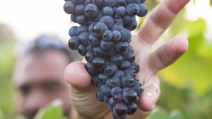 A man reaching for a cluster of grapes on a vine.