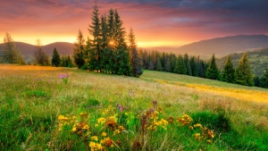 A beautiful field of flowers, trees and sun.