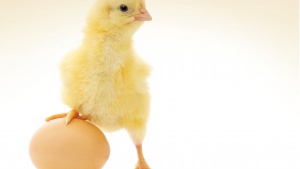 A baby chick and an egg.