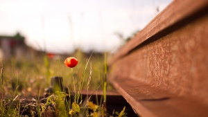 Photo of a small flower growing up next to old train tracks.