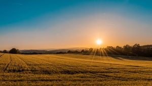 Sunrise over a field.