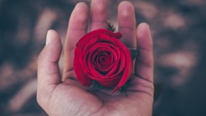 Photo of person's hand holding a perfect rose.