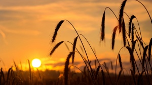 Wheat in a field.