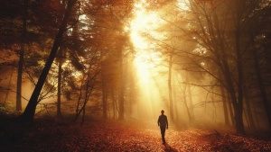 A person walking in the forest.