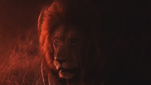 A lion partially bathed in ominous red light