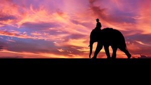 Silhouette against beautiful sunset of a boy riding an elephant