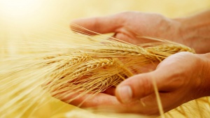 A person's hand holding heads of wheat.