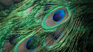 Up close image of a peacock's feather, showing one of its eyes in particular