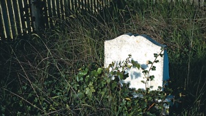 A tombstone covered with ivy.