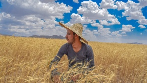 A man wearing a straw hat sits in a grain field under a blue sky dotted with clouds.