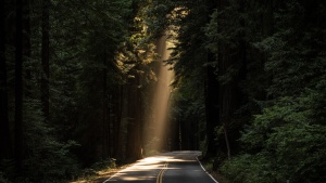 road under a canopy of trees with a beam of light shining down