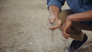 a man crouching close to the ground and sifting grains through his hand.