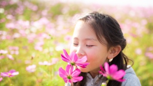 A little girls smelling pink flowers.