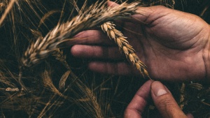 a pair of hands surrounded by grain, holding one strand