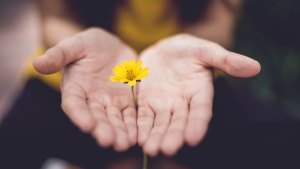 a pair of open palms with a yellow flower standing between them, appearing to be cupped in the hands