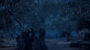 A night scene of a woods with trees.