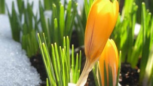 crocus flower in snow