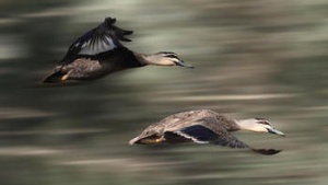 ducks in flight