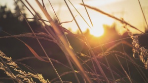 Sunset in a field.