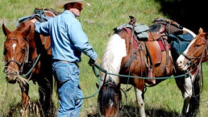 cowboy with horses