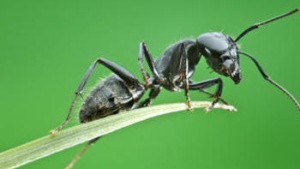 Upclose photo of an ant.