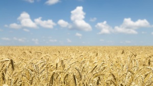 Field of golden wheat with blue sky and clouds