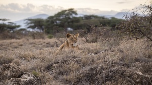 A lion sitting in field of grass.