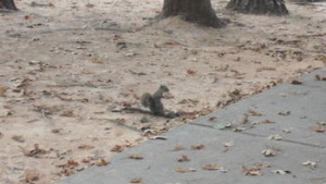 Squirrel