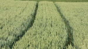 field of green wheat