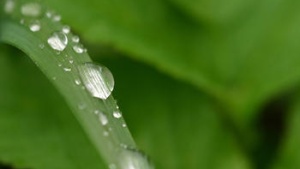 Rain in Due Season - rain drops on a blade of grass