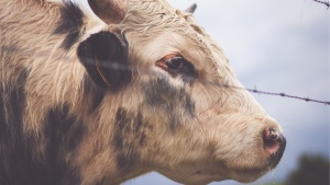 A cow behind a fence.