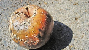 Rotten apple on concrete.