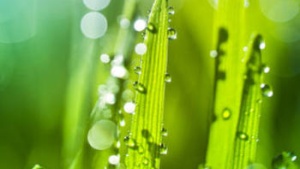 Bright green blade of grass with dew on it.
