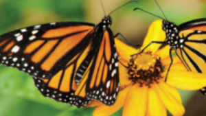 Spiritual Maturity: Are You Like a Butterfly?