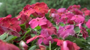 photo of impatiens flowers