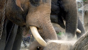 Two elephants lifting a log.