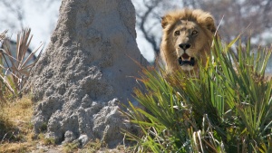 A lion standing in tall grass - hunting.