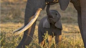 The Luangwa Elephants: A Lesson for All