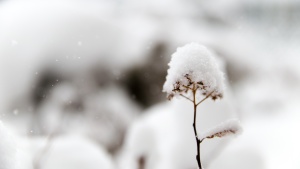 Fresh white snow on top of a small plant.