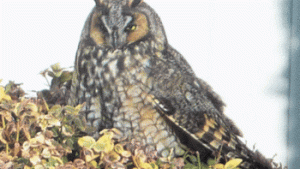 Horned Owl