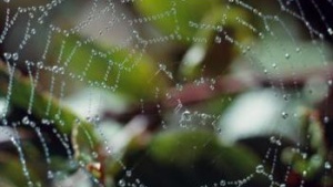 The Spider and Its Web