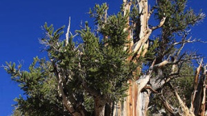 Ancient Bristlecone Pine Forest in the White Mountains of eastern California