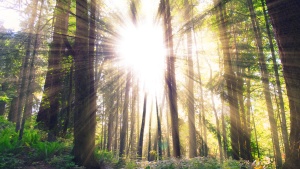 Light rays coming through a forest of trees.