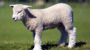 spring lamb