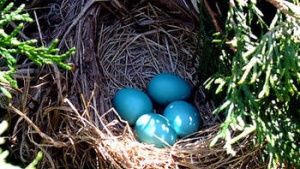 bird&#039;s nest with robbin&#039;s eggs